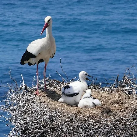 아파트 Les Pieds Dans L'ocean
